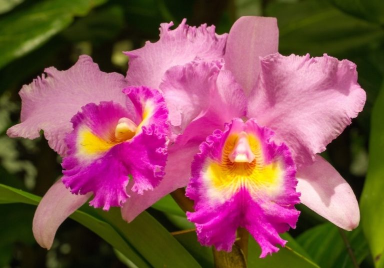 Missouri Botanical Garden Orchid Show – 2020 – St Louis Master Gardener